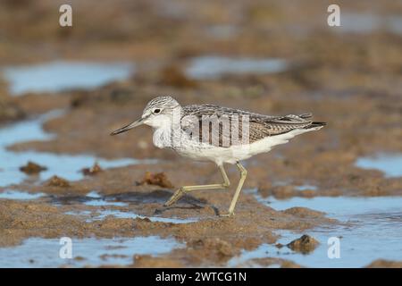 Greenshank migrieren, um den rauen Winterbedingungen zu entkommen, in denen sie brüten. Lanzarote befindet sich an einem Ort, auch an den Migrationswegen. Stockfoto