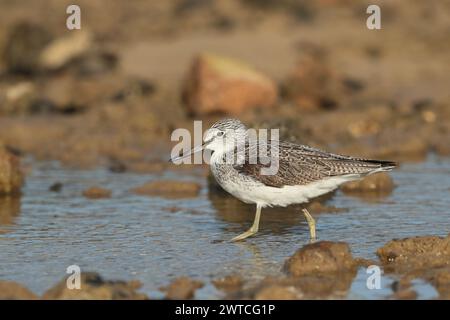 Greenshank migrieren, um den rauen Winterbedingungen zu entkommen, in denen sie brüten. Lanzarote befindet sich an einem Ort, auch an den Migrationswegen. Stockfoto