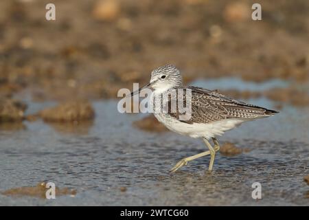 Greenshank migrieren, um den rauen Winterbedingungen zu entkommen, in denen sie brüten. Lanzarote befindet sich an einem Ort, auch an den Migrationswegen. Stockfoto