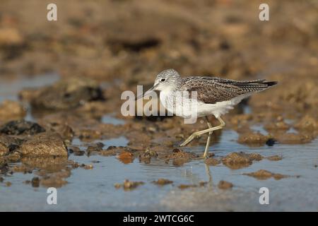 Greenshank migrieren, um den rauen Winterbedingungen zu entkommen, in denen sie brüten. Lanzarote befindet sich an einem Ort, auch an den Migrationswegen. Stockfoto