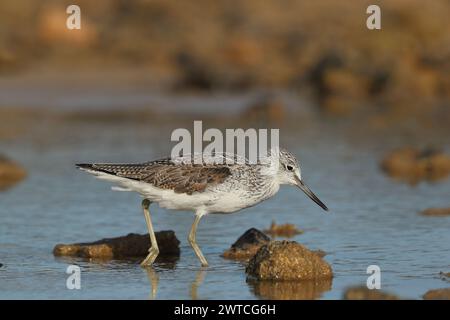 Greenshank migrieren, um den rauen Winterbedingungen zu entkommen, in denen sie brüten. Lanzarote befindet sich an einem Ort, auch an den Migrationswegen. Stockfoto