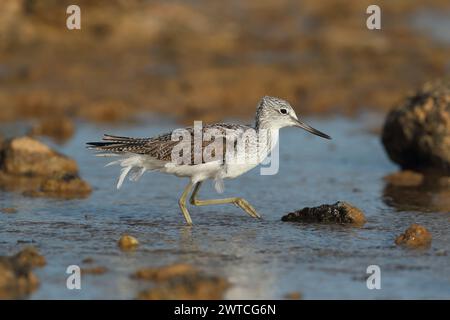 Greenshank migrieren, um den rauen Winterbedingungen zu entkommen, in denen sie brüten. Lanzarote befindet sich an einem Ort, auch an den Migrationswegen. Stockfoto