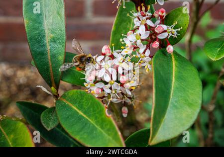 Eine Biene sammelt Pollen in einem Pollenkorb oder Corbicula aus den Räuchern eines Skimmia japonica „Rubella“-Strauchs, der im Frühjahr in einem Garten in Surrey blüht Stockfoto