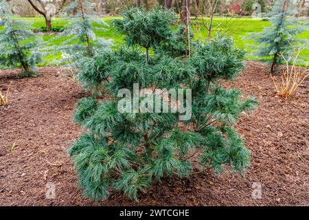 Immergrüner Nadelstrauch, ungewöhnliche Nadeln, Weymouth-Kiefer oder Eastern White Pine, Pinus strobus „Tiny Kurls“ wächst im RHS Wisley Garden, Surrey Stockfoto