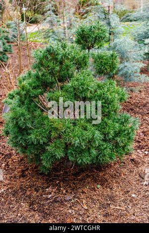 Immergrüner Nadelstrauch, ungewöhnliche Nadeln, Weymouth-Kiefer oder Eastern White Pine, Pinus strobus „Tiny Kurls“ wächst im RHS Wisley Garden, Surrey Stockfoto