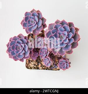 Hellviolett Echeveria Shaviana Pink Rüschen Rosette Claster von oben Stockfoto