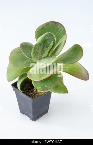 Kalanchoe thyrsiflora Pflanzensukkulent. Kleine Blume auf weißem Hintergrund Stockfoto