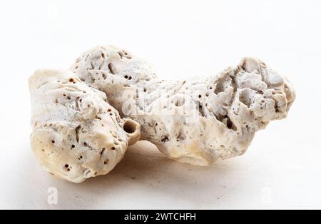 Natürliches Korallenfragment aus nächster Nähe auf weißem Hintergrund Stockfoto