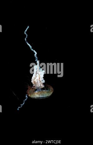 Pazifische Nesselquallen treiben durch das Meereswasser. Meernessel sind Quallen mit außergewöhnlich langen, dünnen Tentakeln am Rand ihrer Stockfoto