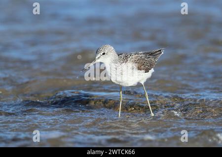 Greenshank migrieren, um den rauen Winterbedingungen zu entkommen, in denen sie brüten. Lanzarote befindet sich an einem Ort, auch an den Migrationswegen. Stockfoto