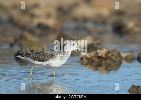 Greenshank migrieren, um den rauen Winterbedingungen zu entkommen, in denen sie brüten. Lanzarote befindet sich an einem Ort, auch an den Migrationswegen. Stockfoto