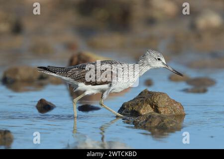 Greenshank migrieren, um den rauen Winterbedingungen zu entkommen, in denen sie brüten. Lanzarote befindet sich an einem Ort, auch an den Migrationswegen. Stockfoto