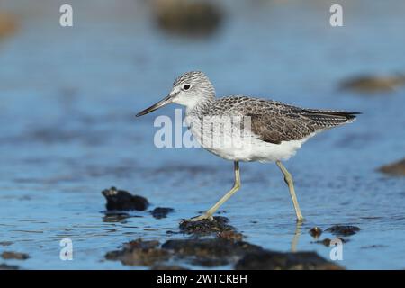 Greenshank migrieren, um den rauen Winterbedingungen zu entkommen, in denen sie brüten. Lanzarote befindet sich an einem Ort, auch an den Migrationswegen. Stockfoto