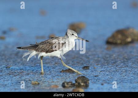 Greenshank migrieren, um den rauen Winterbedingungen zu entkommen, in denen sie brüten. Lanzarote befindet sich an einem Ort, auch an den Migrationswegen. Stockfoto