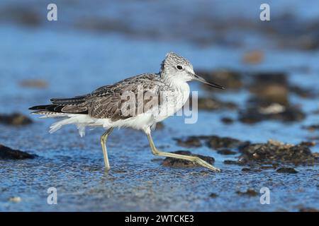 Greenshank migrieren, um den rauen Winterbedingungen zu entkommen, in denen sie brüten. Lanzarote befindet sich an einem Ort, auch an den Migrationswegen. Stockfoto