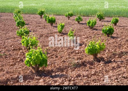 Weingut. La Manchuela, Albacete Provinz Castilla La Mancha, Spanien. Stockfoto