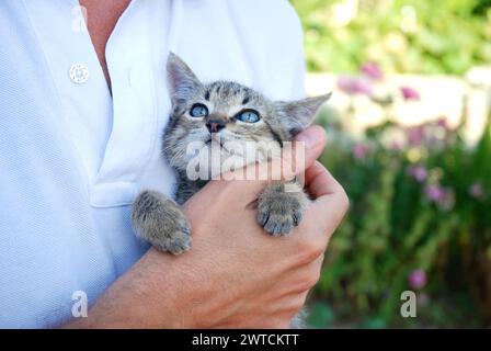 Kleine Tabby Katze in die Hand des Menschen. Stockfoto
