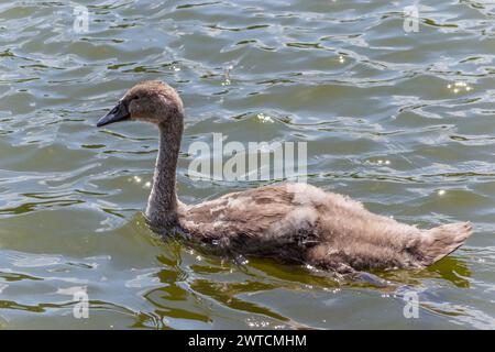 Grovelands Park, London, Großbritannien - 4. Juli 2014: Junger Stummelschwan auf Grovelands Park Lake. Stockfoto