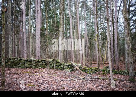 Das Woodbourne Forest and Wildlife Preserve südlich von Montrose, Pennsylvania, wurde an einem bewölkten Wintertag fotografiert. Eine alte Steinmauer von f Stockfoto