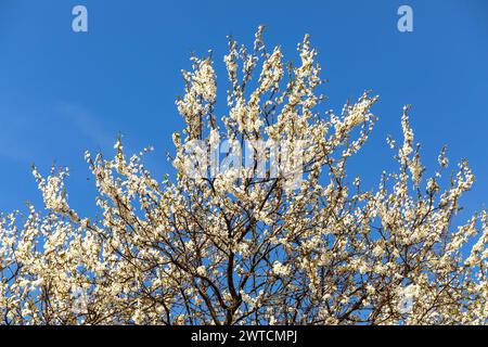 Weißer blühender Schattendornstrauch oder Baum auf blauem Himmel Hintergrund, Frühlingsblick Stockfoto