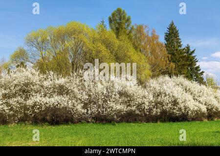 Frühlingswiesen und weißer, blühender Schwarzdornbusch, Frühlingsblick vom Bohemien- und mährischen Hochland Stockfoto