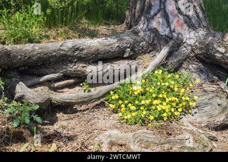 Kriechendes Cinquefoil, europäisches Cinquefoil oder kriechender Tormentil, lateinisch Potentilla reptans und Kiefernwurzel Stockfoto