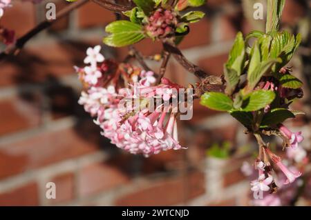 Kopenhagen, Dänemark /17 März 2024/.Narzissen Blumen zum Verkauf in der dänischen Hauptstadt Kopenhagen. Photo.Francis Joseph Dean/Dean Pictures Stockfoto