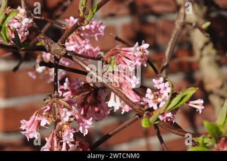 Kopenhagen, Dänemark /17 März 2024/.Narzissen Blumen zum Verkauf in der dänischen Hauptstadt Kopenhagen. Photo.Francis Joseph Dean/Dean Pictures Stockfoto