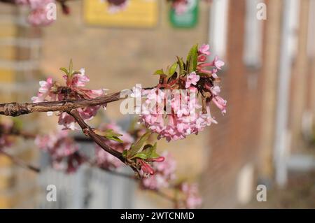 Kopenhagen, Dänemark /17 März 2024/.Narzissen Blumen zum Verkauf in der dänischen Hauptstadt Kopenhagen. Photo.Francis Joseph Dean/Dean Pictures Stockfoto