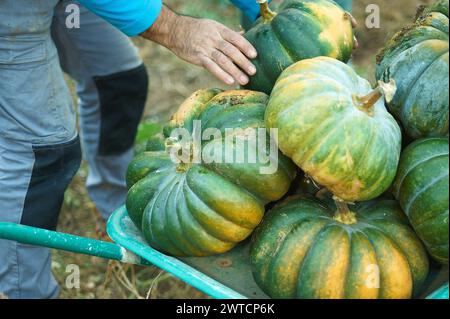 Frische, bunte Kürbisse, die auf einem sonnigen Feld geerntet werden können. Stockfoto