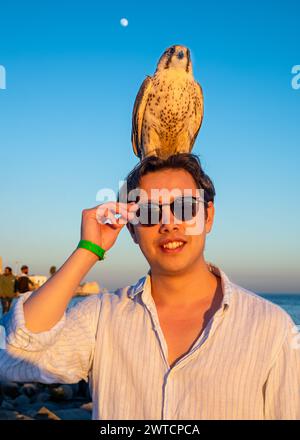 Ein Berberfalke, oder Wanderfalke, steht auf dem Kopf eines westlichen Touristen neben dem Mittelmeer in Mahdi, Tunesien. Stockfoto