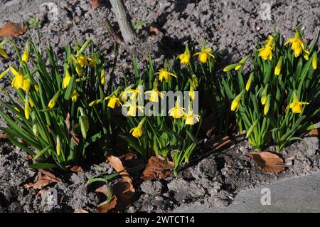 Kopenhagen, Dänemark /17 März 2024/.Narzissen Blumen zum Verkauf in der dänischen Hauptstadt Kopenhagen. (Photo.Francis Joseph Dean/Dean Pictures) Stockfoto