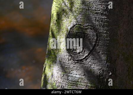 Initialen wurden in einen Beech Tree im Raven Rock State Park in North Carolina geschnitzt. Stockfoto