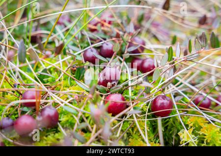 Reife wilde Cranberries, Oxycoccus palustris, im Moor. Nahaufnahme wilder reifer Preiselbeeren, die in einem Moor wachsen. Wilde Beeren wie Perlen. Stockfoto