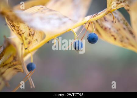 Die kantige Salomonsiegel oder duftende Salomonsiegel im Spätherbst. Salomonsche Dichtung (Polygonatum odoratum), giftige Früchte, Beeren. Natur Stockfoto