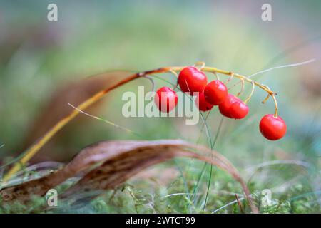 Lily of the Valley (Convallaria majalis) Früchte. Hellrote Beeren von Lily of the Valley. Convallaria majalis Beeren im Herbst. Stockfoto