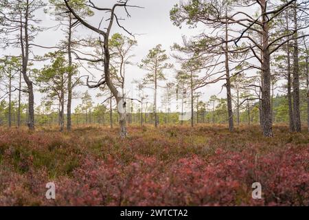 Gekrümmte Kiefer im Sumpf. Herbstlandschaft von Moorkiefern in einem Hochmoor. Herbstfarben. Stockfoto