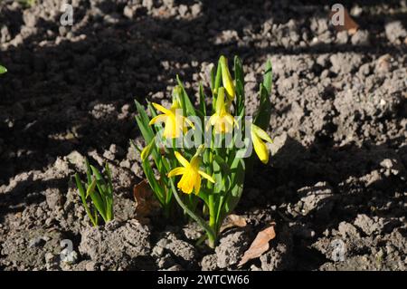 Kopenhagen, Dänemark /17 März 2024/.Narzissen Blumen zum Verkauf in der dänischen Hauptstadt Kopenhagen. Photo.Francis Joseph Dean/Dean Pictures Stockfoto