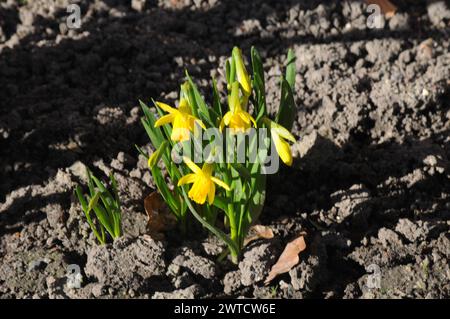 Kopenhagen, Dänemark /17 März 2024/.Narzissen Blumen zum Verkauf in der dänischen Hauptstadt Kopenhagen. Photo.Francis Joseph Dean/Dean Pictures Stockfoto