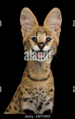 Lustiges Porträt der lächelnden Serval Katze isoliert auf schwarzem Hintergrund im Studio Stockfoto