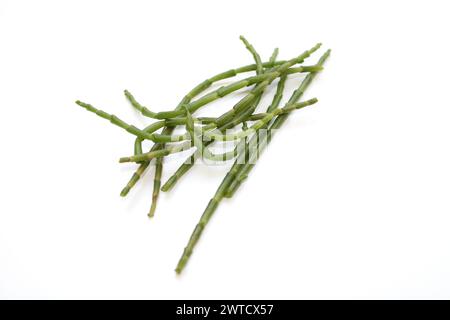 Frisch grüne Salicornia europaea Pflanzenstäbchen isoliert, salzverträglich (Queller, Zeekraal, Sumpf-Samphir, Seebohne, Samphirgrün, SeeSpargel Stockfoto