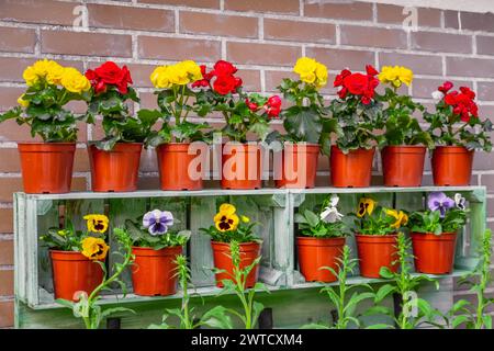 Farbenfrohe Begonienrot und Gelb, Stiefmütterchen Bratschenblüten auf Regalen im Garten vor einer Ziegelmauer. Stockfoto