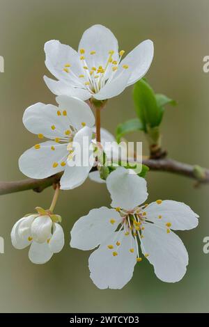 Natürliche vertikale Nahaufnahme auf einer weißen blühenden Kirsche oder Myrobalanpflaume, Prunus serasifera Stockfoto