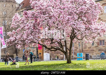 Magnolienblüte in Stuttgart, blühende Magnolien Magnolia am Schlossplatz Stuttgart. // 17.03.2024: Stuttgart, Baden-Württemberg, Deutschland, Europa *** Magnolienblüte in Stuttgart, blühende Magnolien Magnolien am Schlossplatz Stuttgart 17 03 2024 Stuttgart, Baden Württemberg, Deutschland, Europa Stockfoto