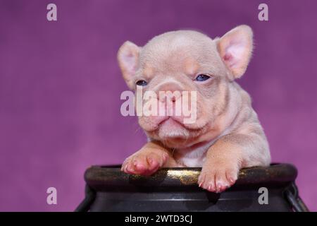 Neuer Shade Isabella Orange Tan französischer Bulldogge Hund Welpe auf lila Hintergrund Stockfoto