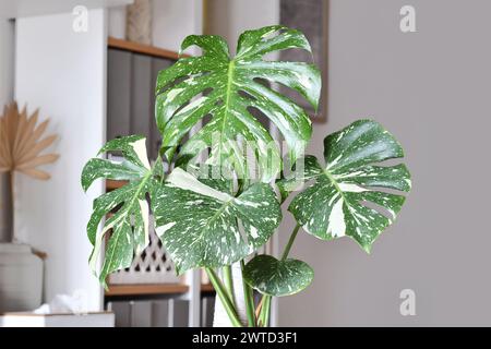 Nahaufnahme der tropischen „Monstera deliciosa Thai Constellation“-Zimmerpflanze mit wunderschönen weiß bestreuten, variierenden Blättern Stockfoto