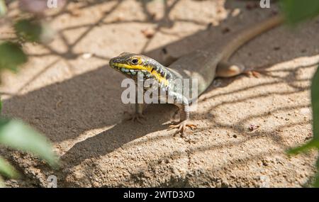 Afrikanische fünf gesäumte Skinchse Trachylepis quinquetaeniata stand auf einem Steinfelsen im ländlichen Garten beim Sonnenbaden Stockfoto