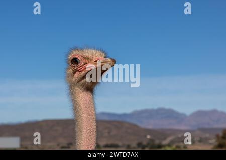 Kopf und Hals eines afrikanischen Straußes in einem Halbseitenprofil gegen einen blauen Himmel im Hintergrund. Stockfoto