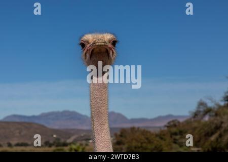 Schließen Sie den Kopf und den Hals eines Straußes nach vorne. Berge und Himmel im Hintergrund. Stockfoto