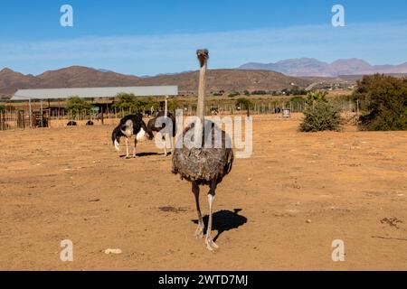 Strauß auf einer Farm im südafrikanischen Karoo-Gebiet in der Nähe der Stadt Oudshoorn am Westkap. Zwei weitere Strauße im Hintergrund Stockfoto